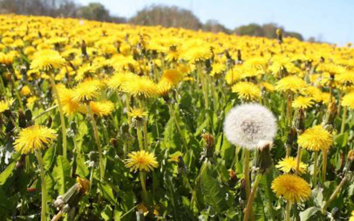 Field of dandelions to represent bioLawn's weed control in their lawn care services in Woodbury, MN.