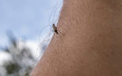Controlling Mosquitoes