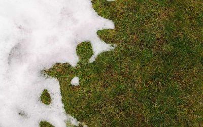 The Winter Kill: How Snow Coverage, Extreme Weather, Mold, and Animals Affect Your Lawn
