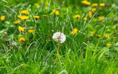 Why Non-Toxic Weed Control is Essential for a Healthy Lawn
