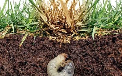 Common Spring Lawn Pests and What To Look Out For
