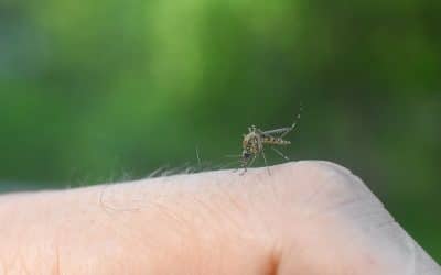 Why Your Yard Could be Attracting Mosquitos and the Solution