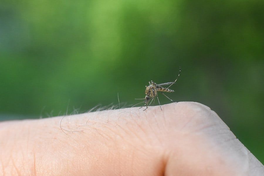 Why Your Yard Could be Attracting Mosquitos and the Solution
