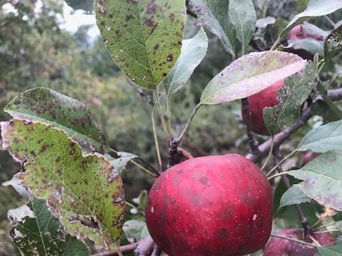 foliar disease on apple tree