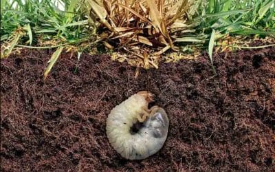 Grubs – What Can They Do to Your Lawn?