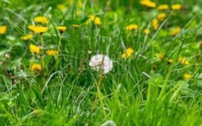 No Mow May: What Does this Mean for Your Lawn?