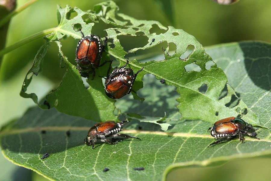 Tree Services – Japanese Beetles and Emerald Ash Borer