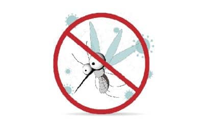 Mosquitos – What Can You Do to Reduce These Pests?