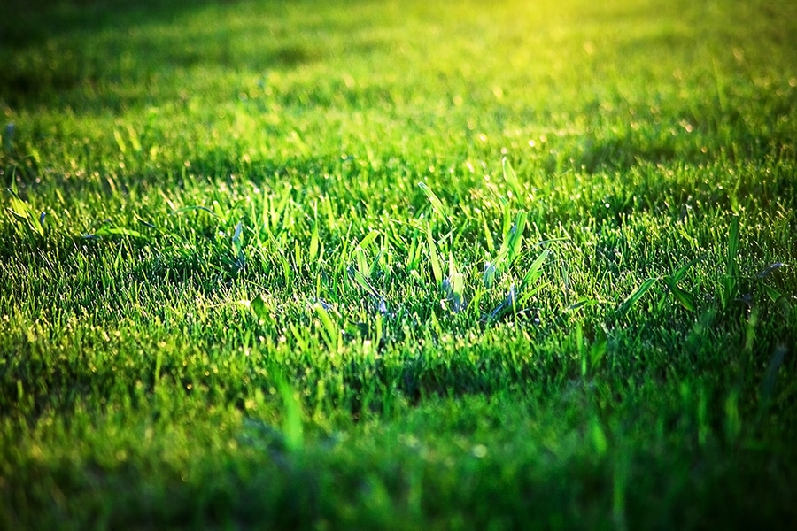 different varieties of grass to represent seeding and lawn care services in St. Paul