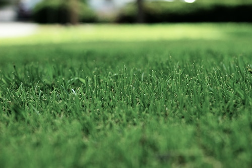 healthy green grass to represent bioLawn's lawn care services in Burnsville, MN.