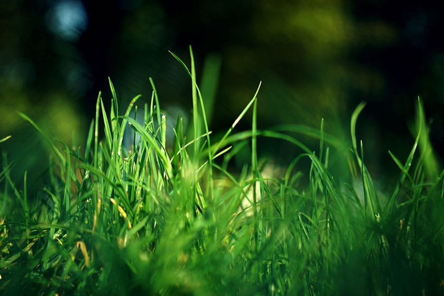 close up picture of healthy grass to represent lawn care services provided by bioLawn in the White Bear Lake, MN area