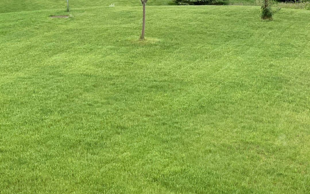 lawn in the summer