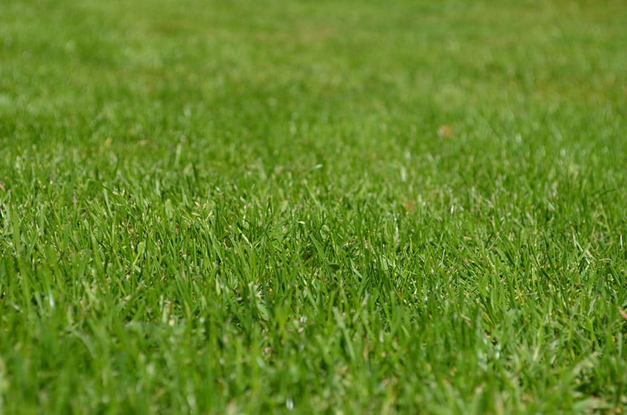 Close up of healthy grass to represent bioLawn's lawn care services in Lake Elmo, MN.