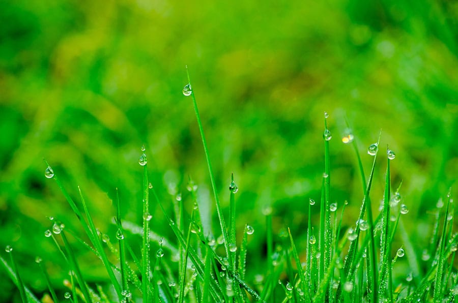 Close up photograph of healthy, green grass to represent lawn care services in Maple Grove, Minnesota.
