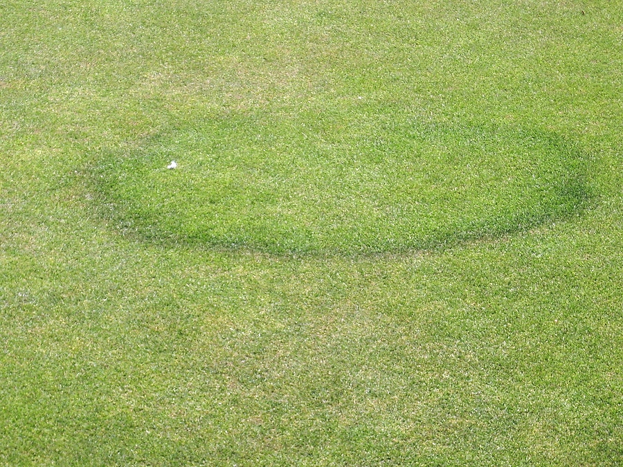 fairy ring in lawn care