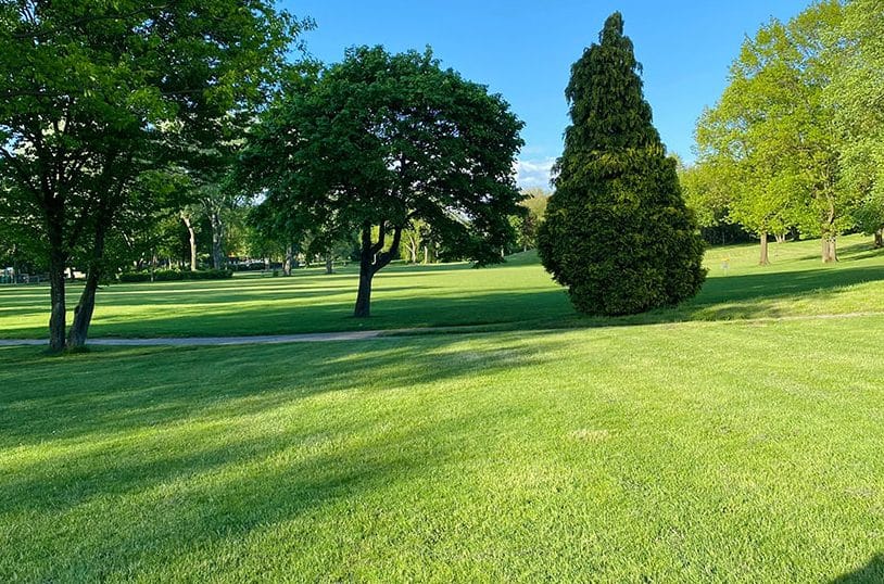 healthy grass and trees to represent bioLawn's lawn care services in Roseville, Minnesota