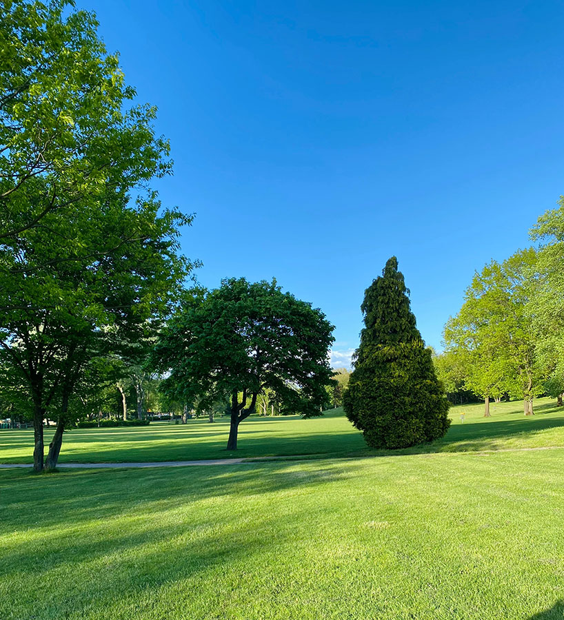 healthy grass and trees to represent bioLawn's lawn care services in Roseville, Minnesota