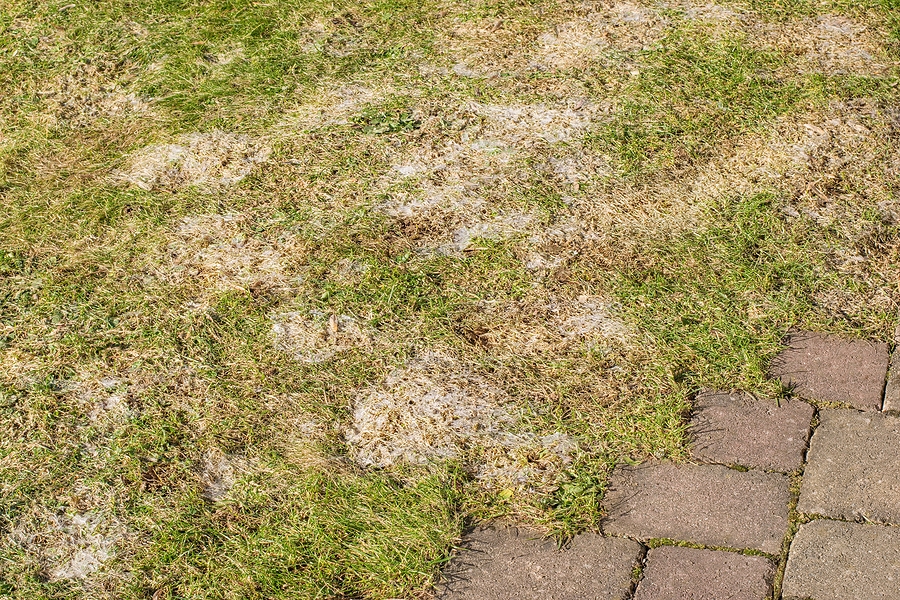 lawn affected by snow mold