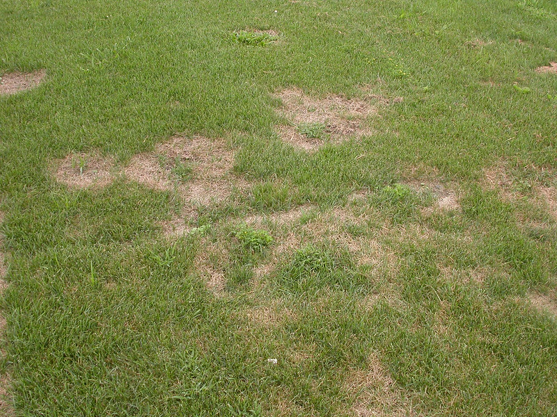lawn affected by snow mold