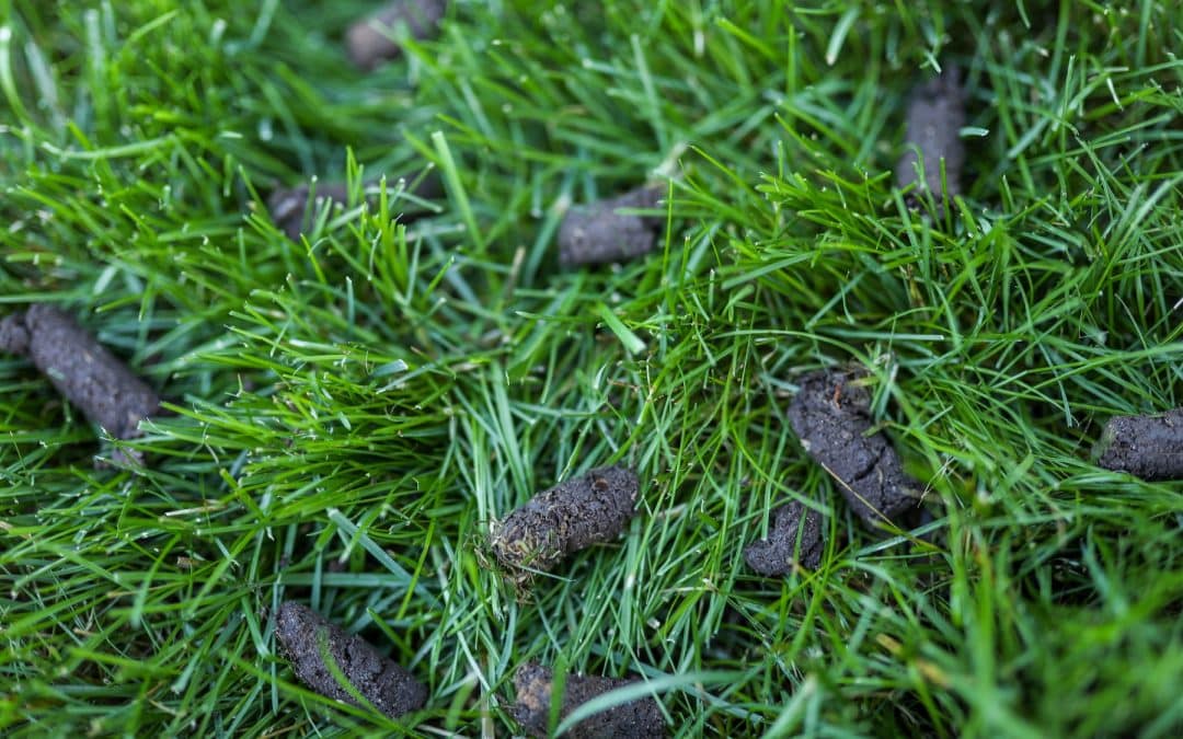 The Truth About Liquid Aeration — Is It Better Than Core?