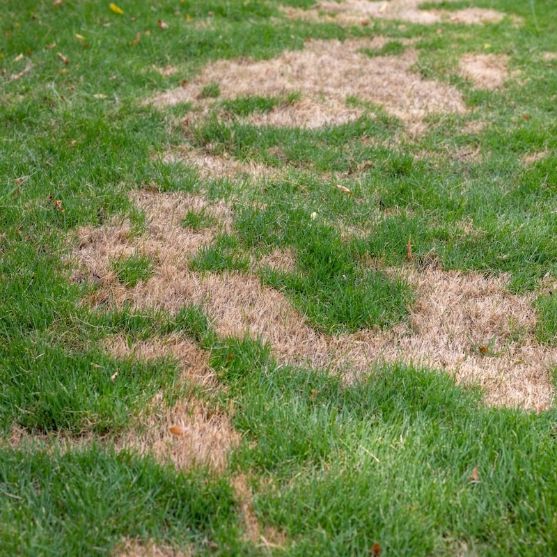 Lawn Disease Lawn Disease