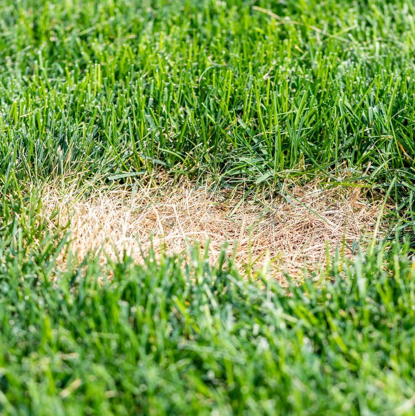 Dead Grass Spot Lawn Dead Grass Spot Lawn