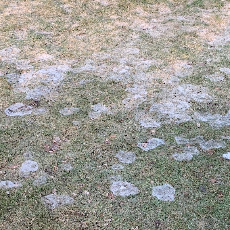 Snow Mold Snow Mold