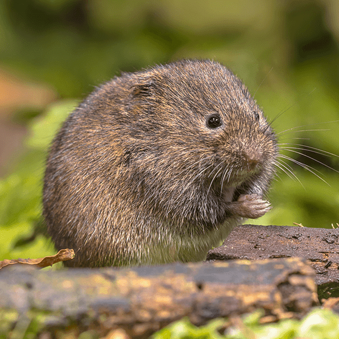 Vole Vole