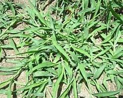 Preventing Crabgrass