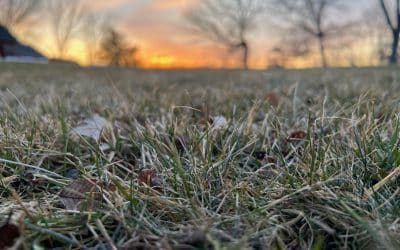 The Snow Melted! – What should you do to your lawn in March?