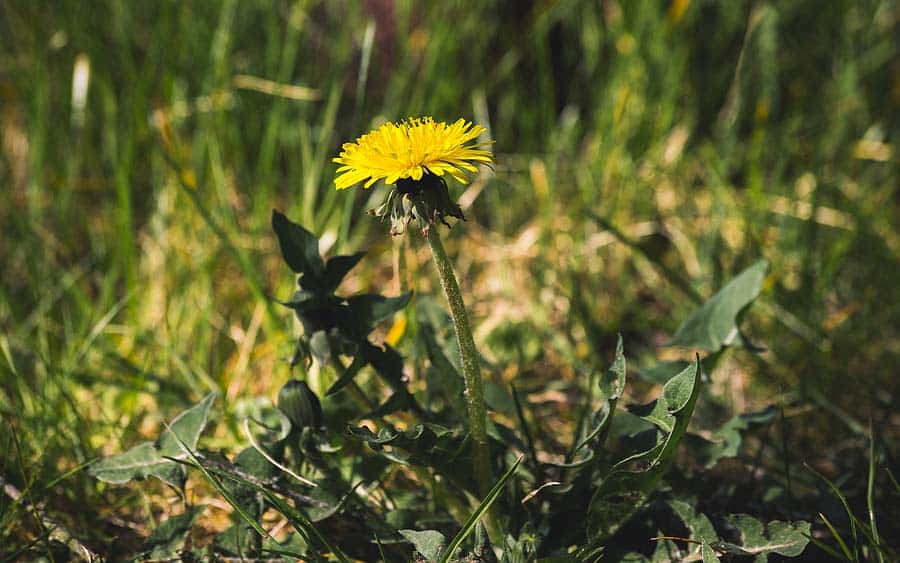 Spring Weeds