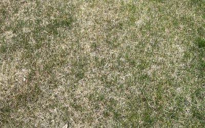 Why Are Lawns So Brown This Spring?
