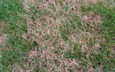 Red Thread Lawn Disease