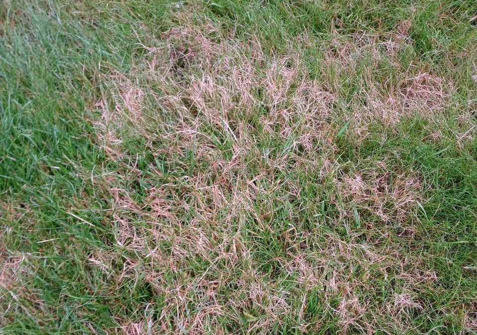 Red Thread Lawn Disease