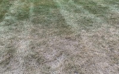 How to Keep Your Lawn Healthy in a Dry Minnesota Summer