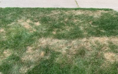 What is heat stress on lawns?