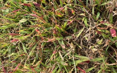 Does Rain Ruin Weed Control? What to Expect After Weed Treatment in the Rain