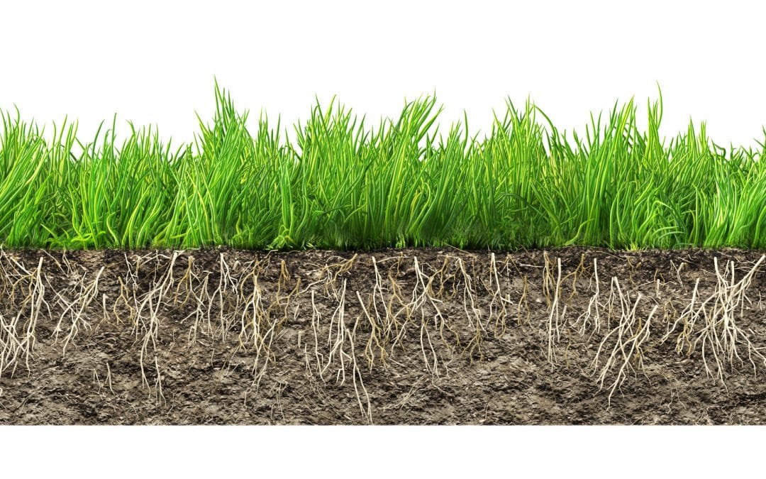 The Role of Soil Microbes in Lawn Health