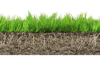 The Role of Soil Microbes in Lawn Health