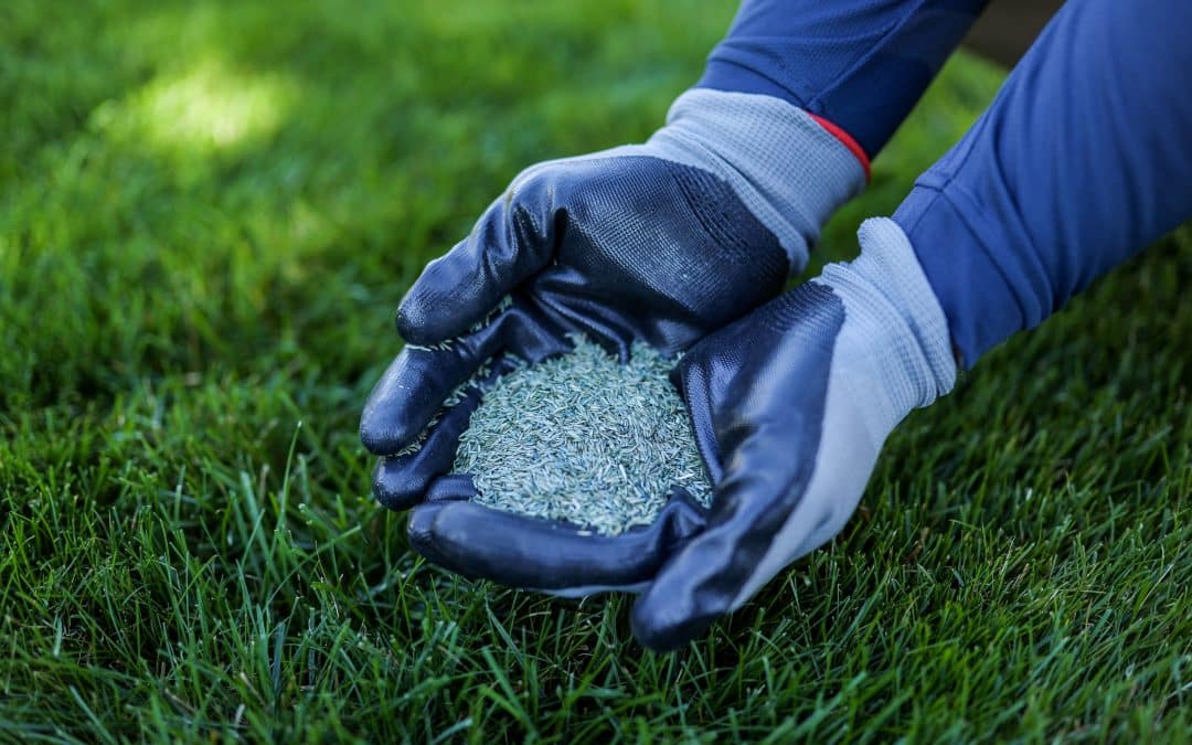 Choosing the Right Grass Seed