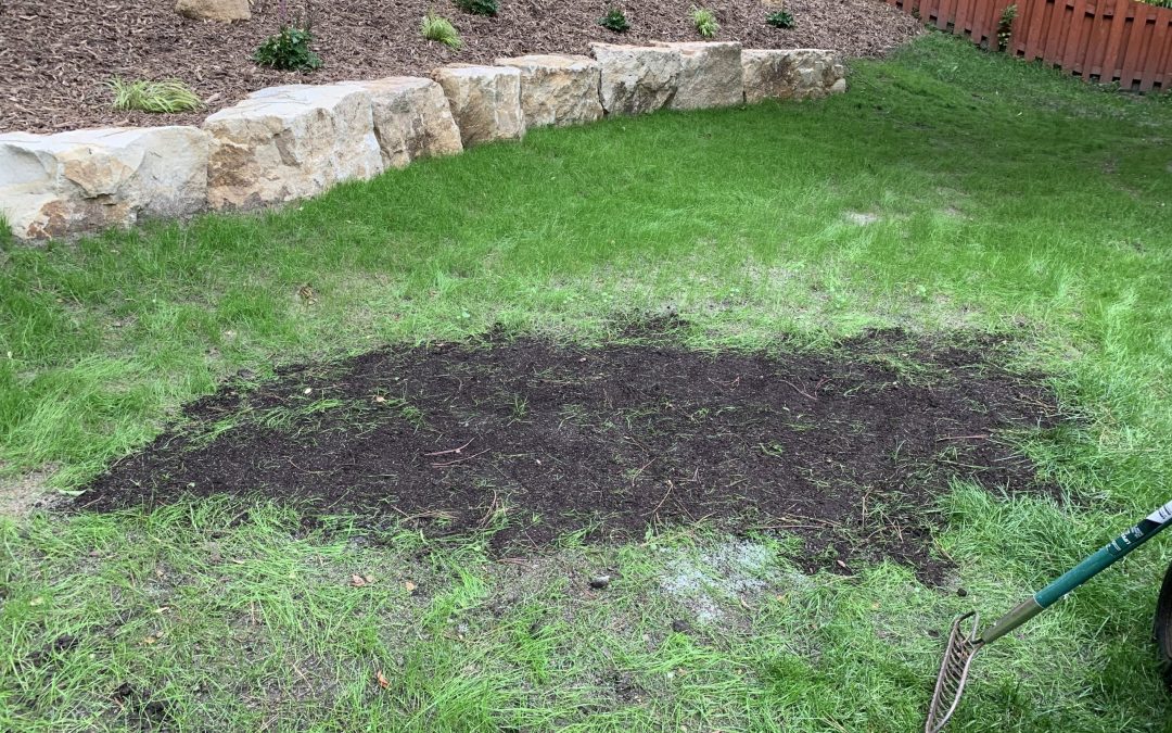 How to Repair Lawn Bare Spots