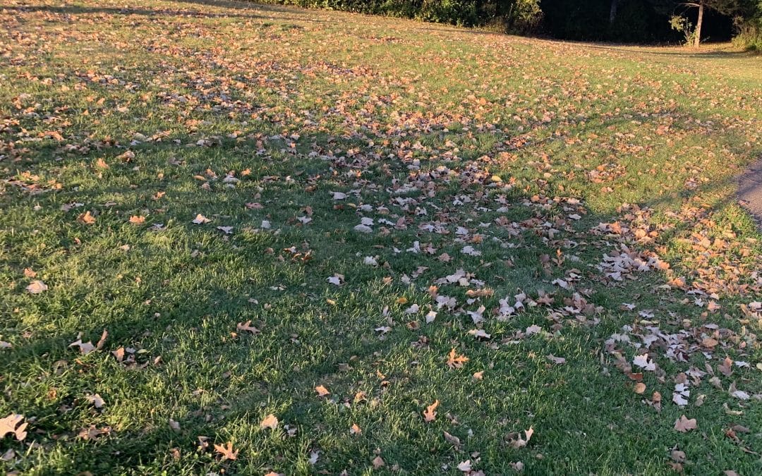 Fall lawn care