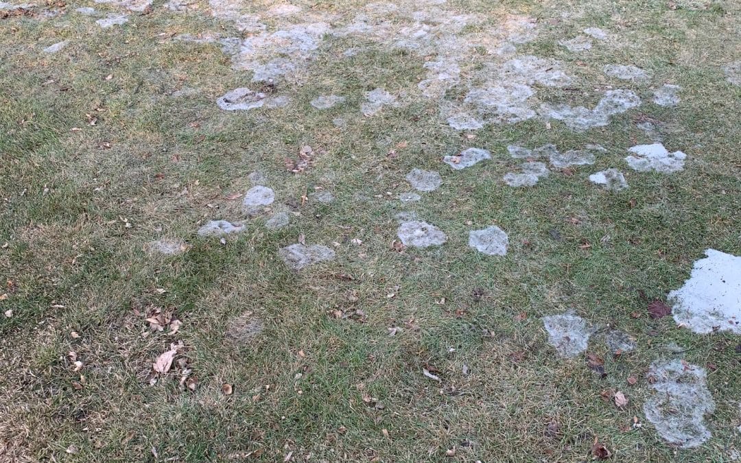 Snow Mold: What It Is and How to Prevent It