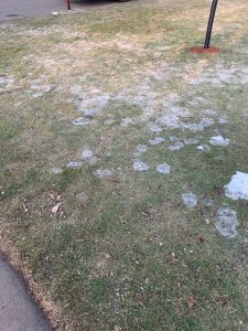 Snow Mold