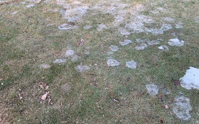Snow Mold: What It Is and How to Prevent It