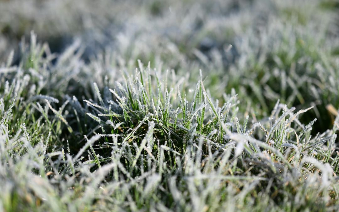 How to Prevent Winter Damage to Your Lawn in Minnesota and Wisconsin