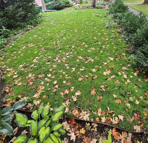 After Renovation Seeding