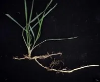 Quackgrass rhizome