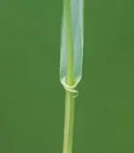 Quackgrass auricle