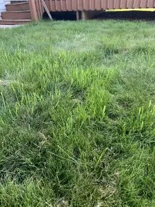 Quackgrass in a lawn
